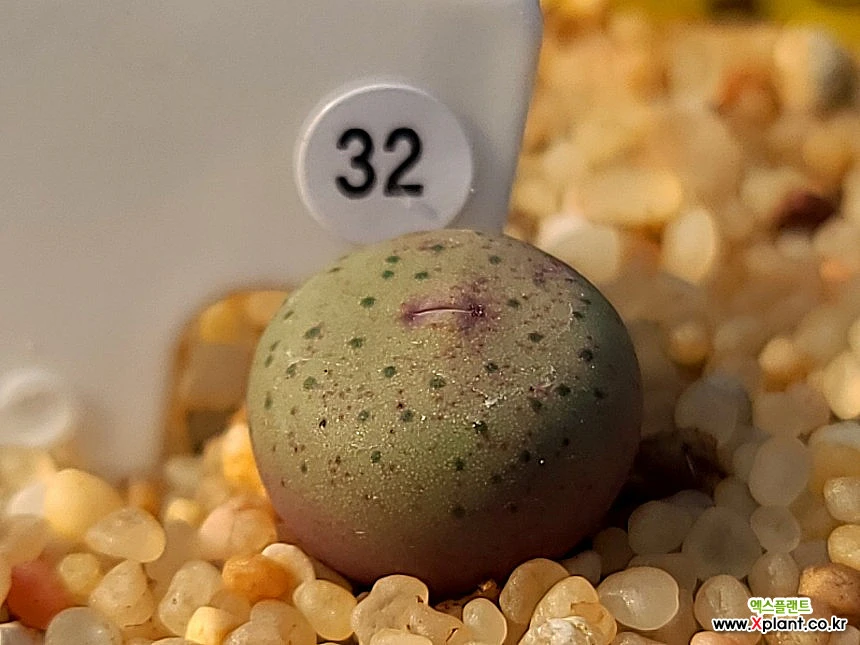 Conophytum stevens-jonesianum 32 Conophytum - Xplant