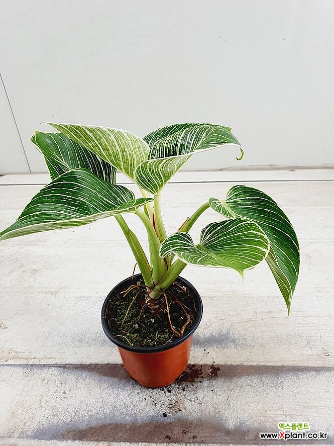 Philodendron tatei Congo Rojo air purifying plants - Xplant