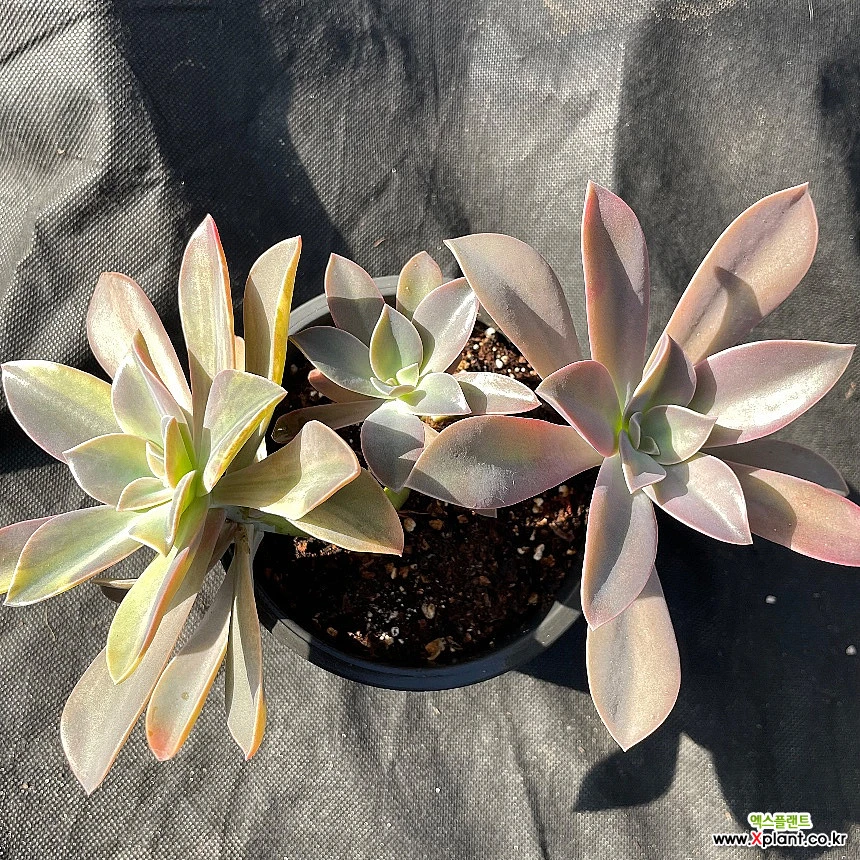 Echeveria Gibbiflora Metalica Variegated with Long Stem fashion Ultra Rare Succulents Imported from Korea - 0025