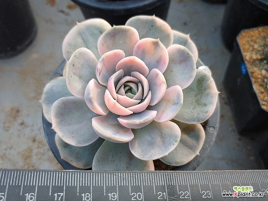 59蓝色惊喜金 59 多肉植物 錦 - Xplant