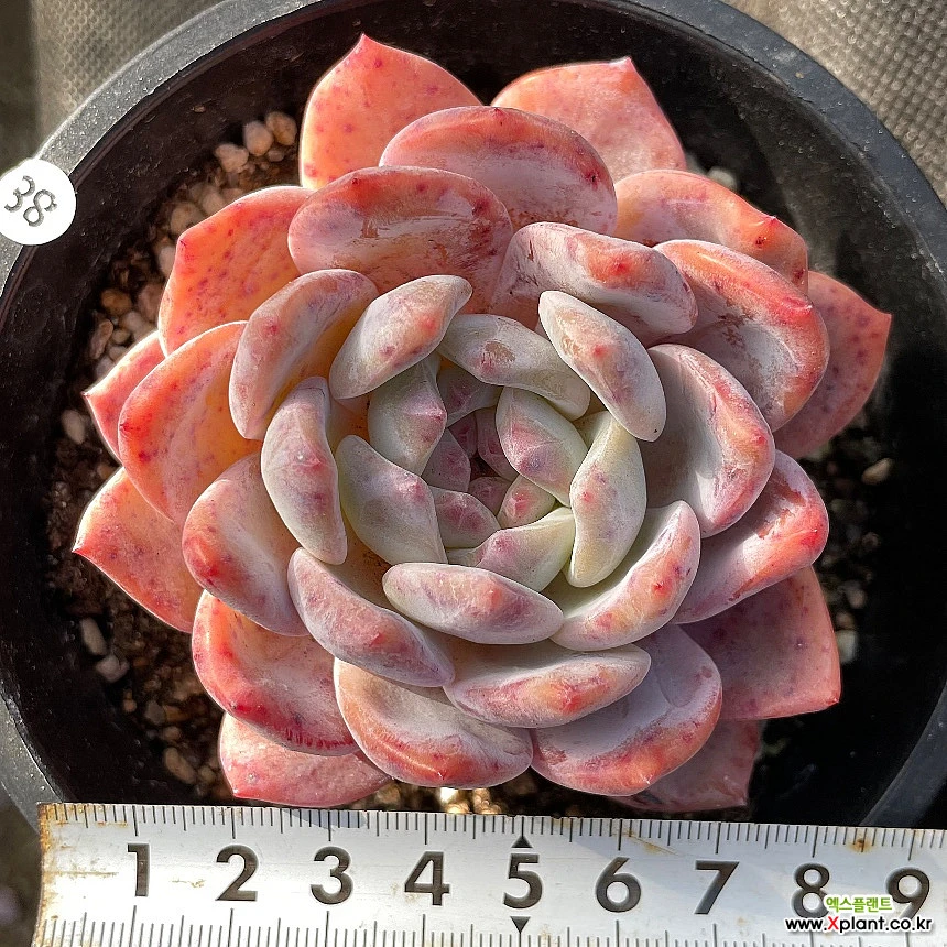 Echeveria Hoshikage Succulents - Xplant
