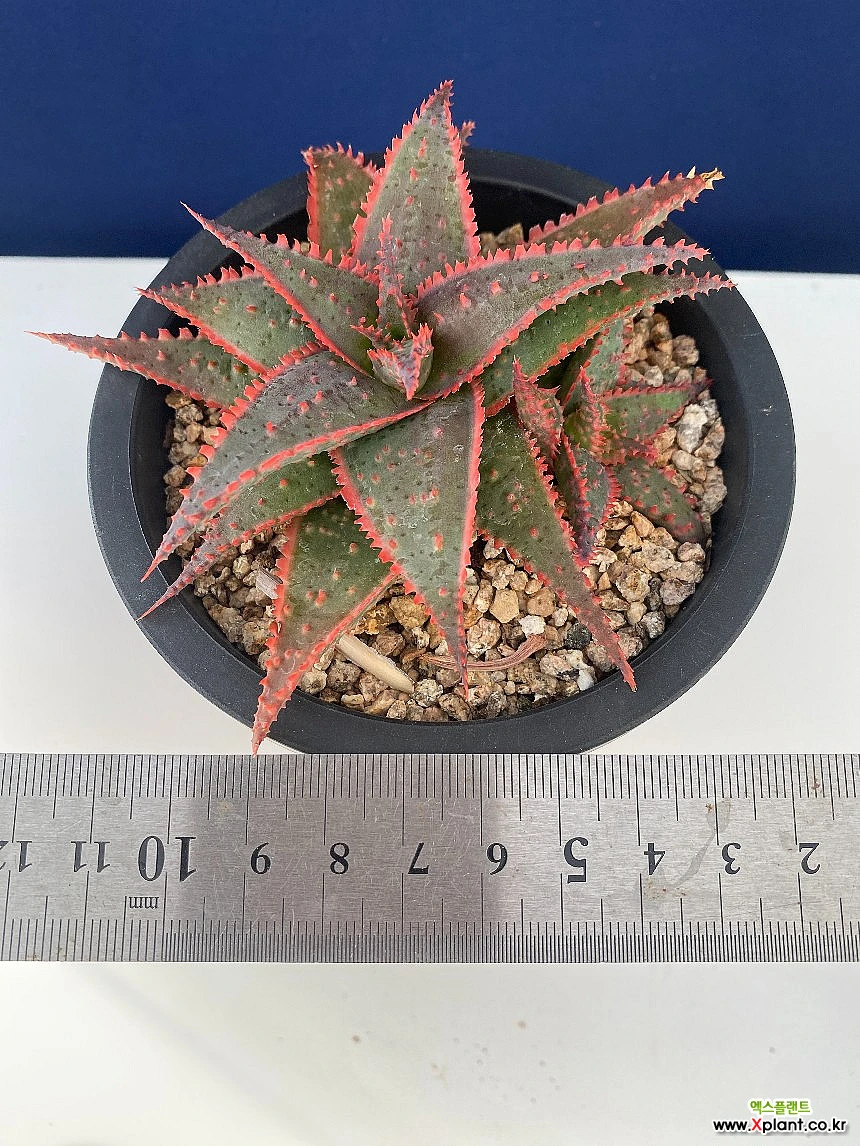 圣诞Echeveria Carolsg(231120) sg(231120) 多肉植物- Xplant