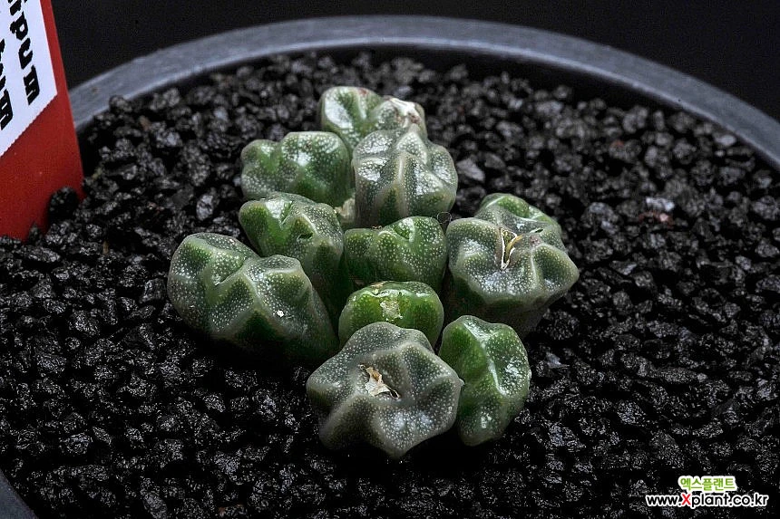 Conophytum ectypum ssp sulcatum 521-C.ectipum sulcatum Conophytum