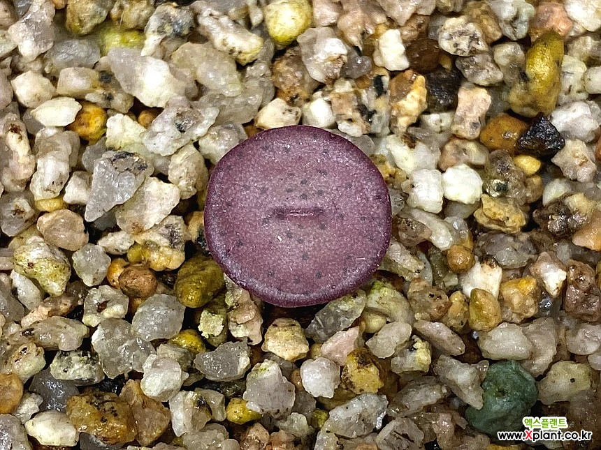 Conophytum コノフィツム bachelorum バケロラム実生