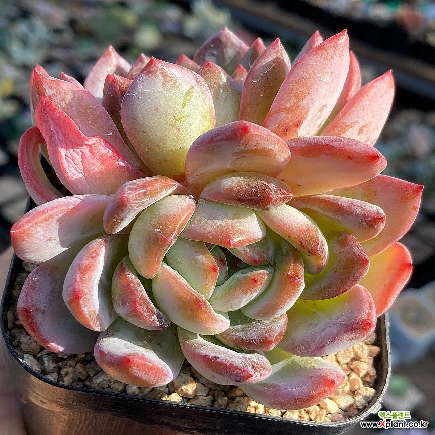 Echeveria Starmark -9850 Succulents - Xplant
