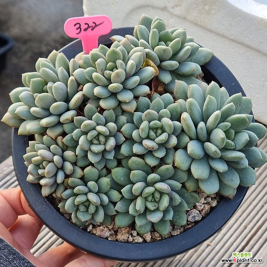 Echeveria on sale Bridgette variegated