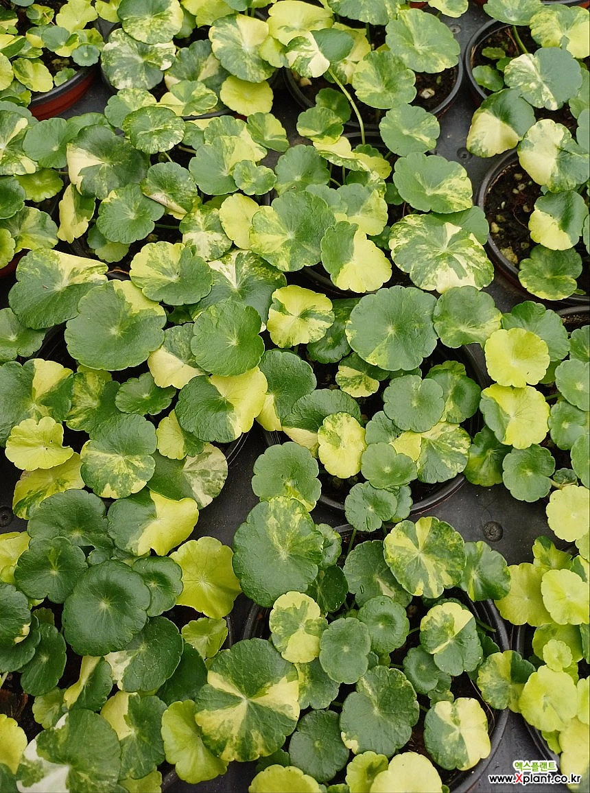 워터코인금/수경/수반 : 공기정화식물 - 엑스플랜트