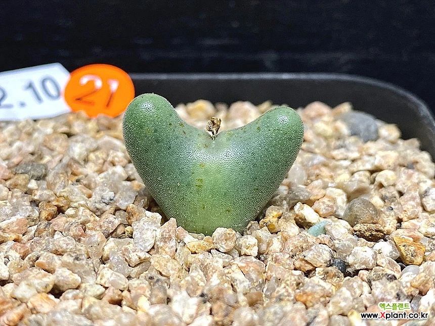 コノフィツム ビロブム EA272 Yahoo!オークション - コノフィツム ビロバム EA272 (Conophytum