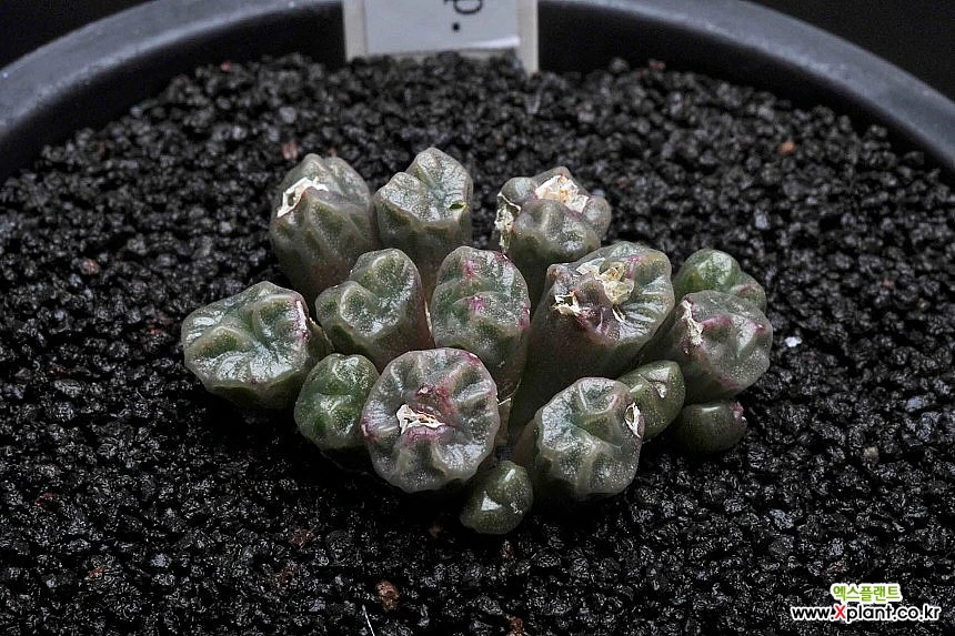 Conophytum ectypum ssp sulcatum 559-C.ectipum sulcatum Conophytum