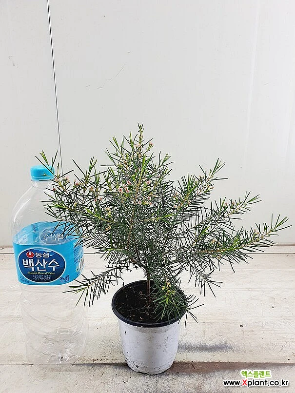 Chamelaucium uncinatum air purifying plants - Xplant