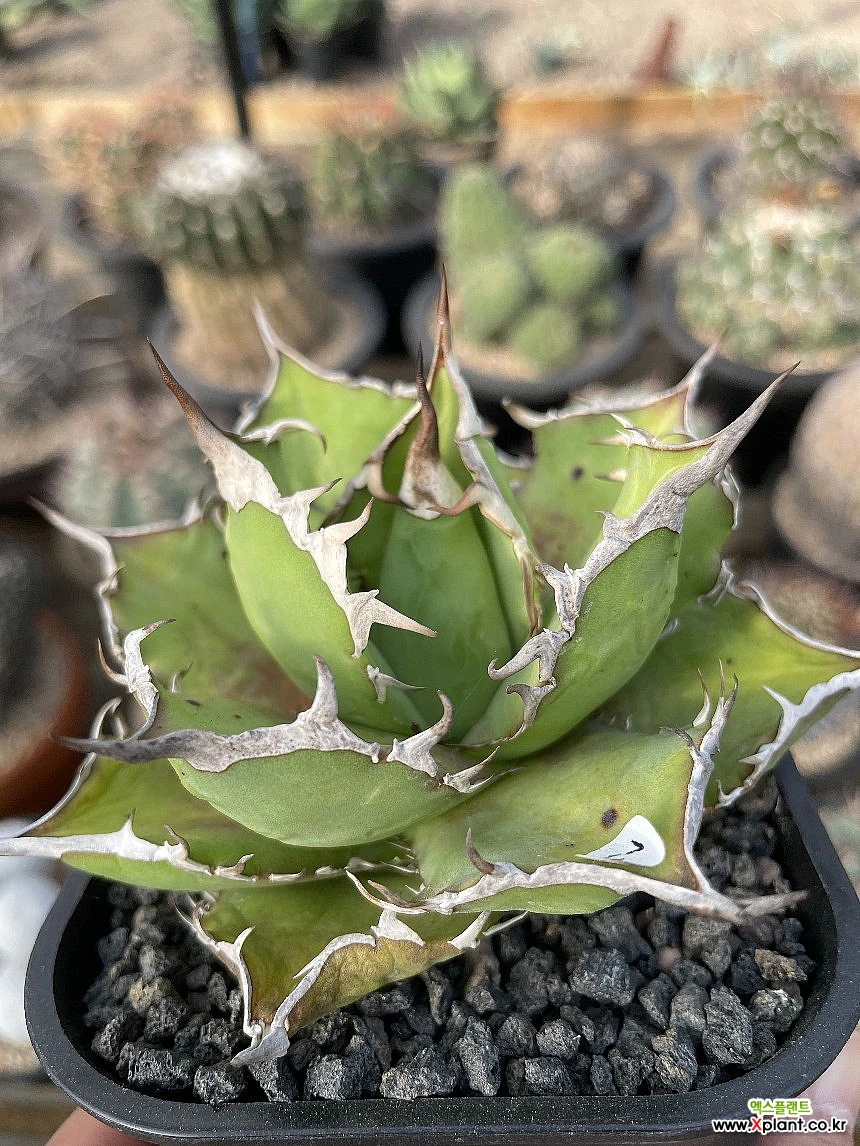 AGAVE TITANOTA Netherland No Name 【公式通販】