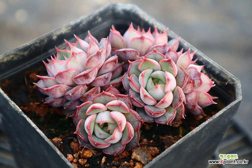 Echeveria Stella 441218 Succulents - Xplant