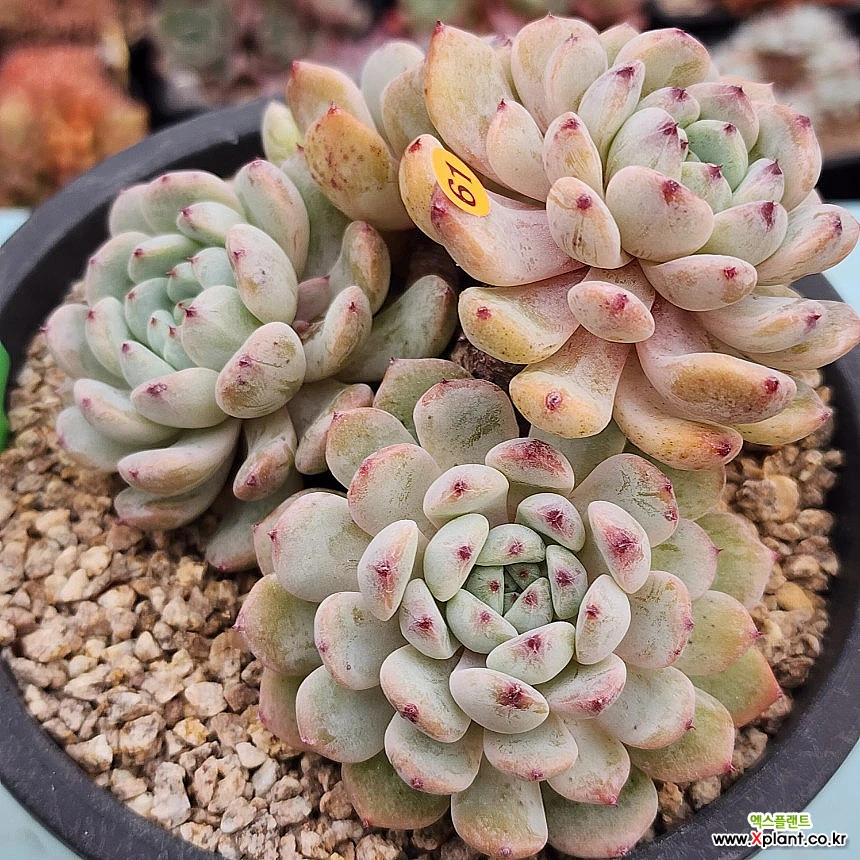Echeveria Viyant 1218-361 Succulents - Xplant