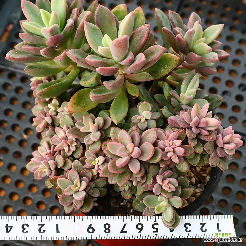 Echeveria cv Rezry 121913 Succulents - Xplant