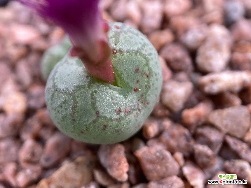 Conophytum ficiforme - – seeds Succulent Cape Seeds 0 EA3998