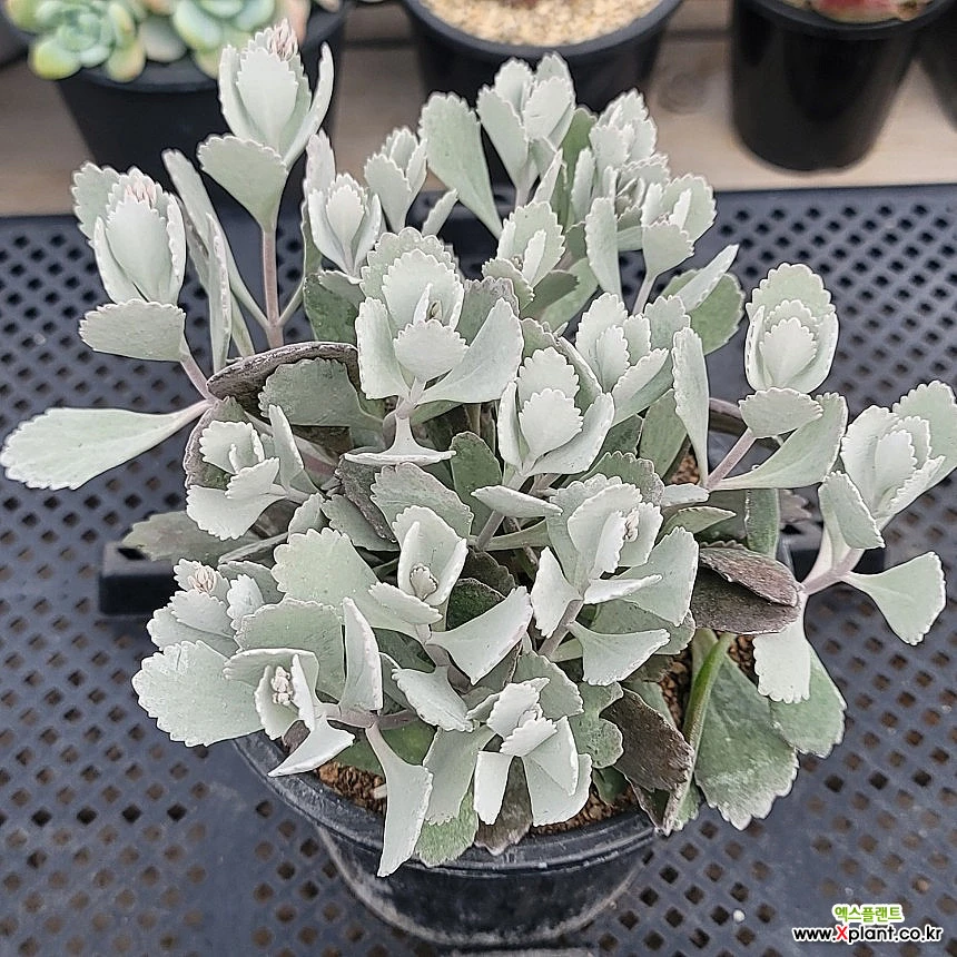 白银之舞(꽃大올라와요) 多肉植物- Xplant