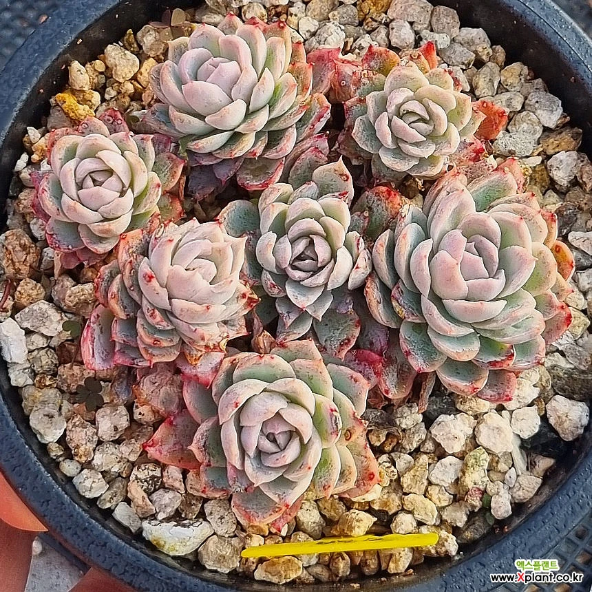 Top【選抜株】多肉植物 23506クィーンHyb 105個 プラグトレー苗 Top