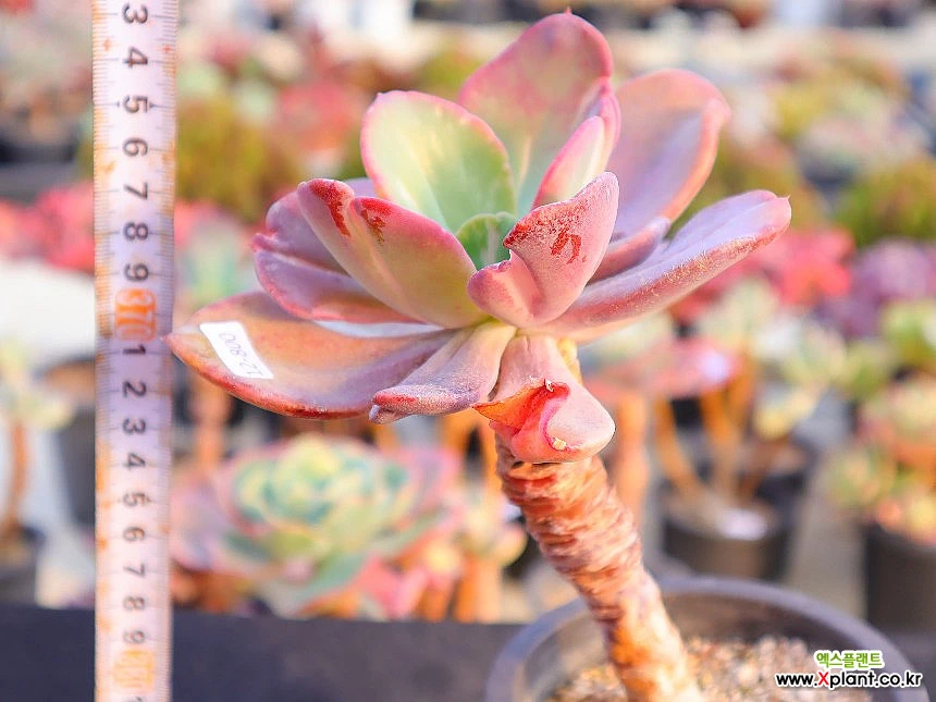 Echeveria Berserk 12-800 Variegated - Xplant