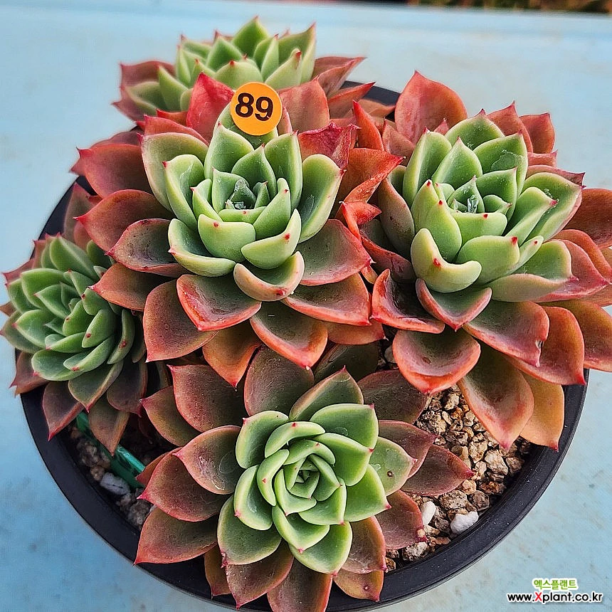 Echeveria Five Star105-589 105-589 多肉植物 - Xplant