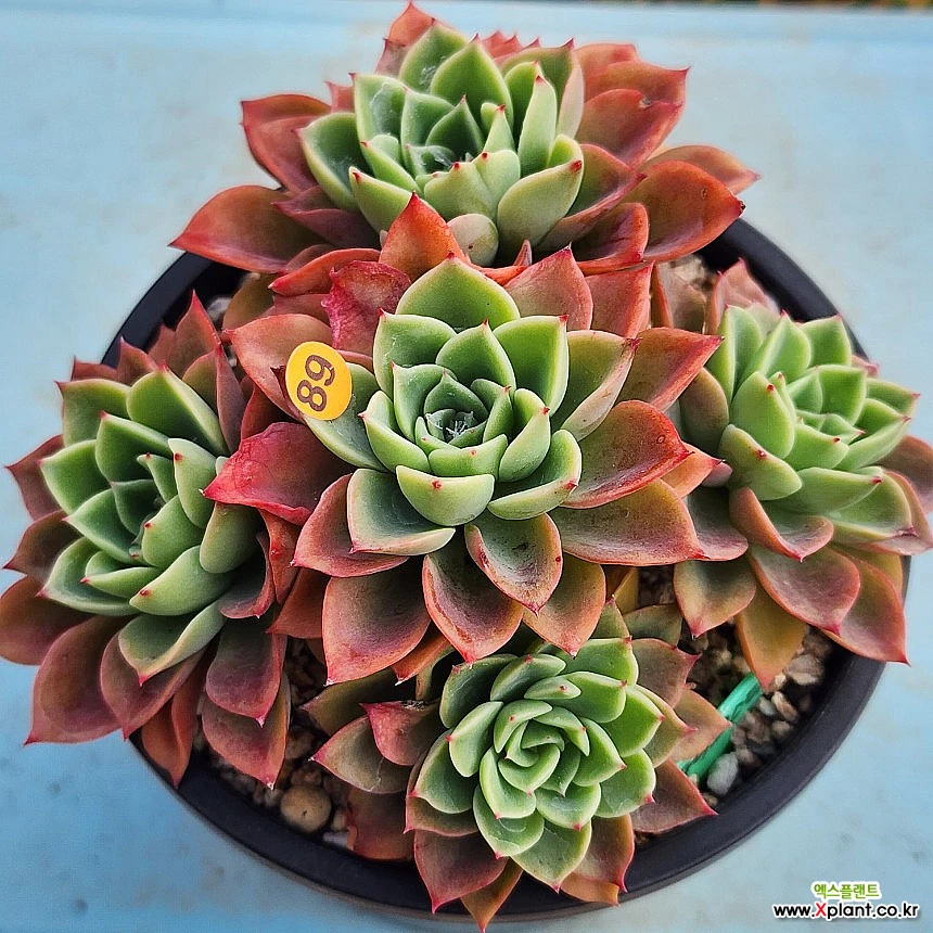 Echeveria Five Star105-589 105-589 多肉植物 - Xplant
