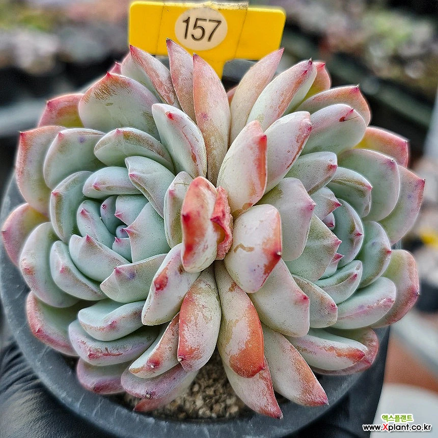 Echeveria Prada -157 Succulents - Xplant