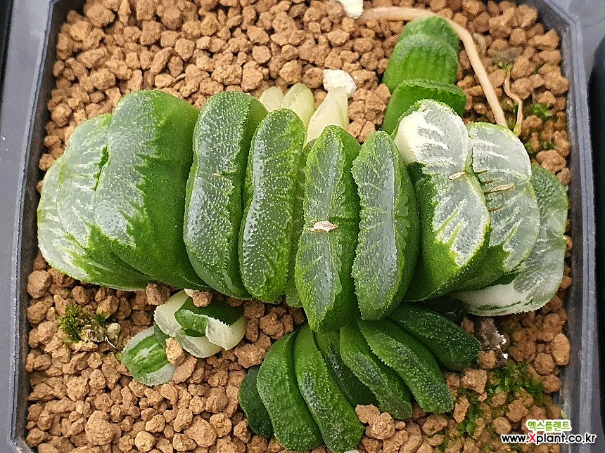 Haworthia seiko nishiki Korean Hworthia 101 7023 Haworthia Xplant