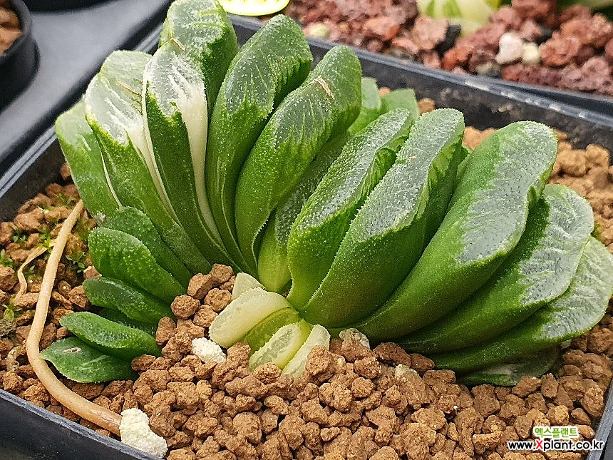 Haworthia seiko nishiki Korean Hworthia 101 7023 Haworthia Xplant