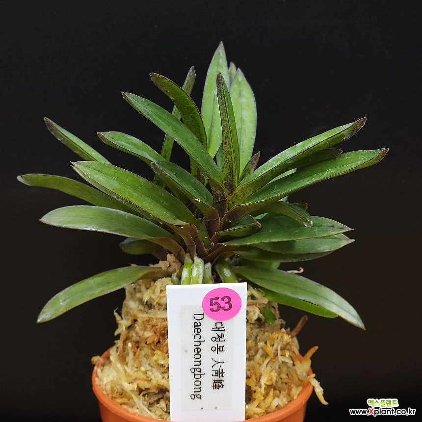 Neofinetia Orchid Care