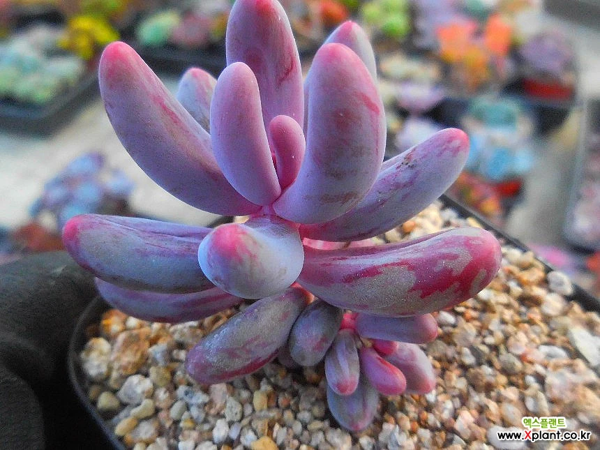 Pachysedum Ganzhou 1/14-442 Variegated - Xplant