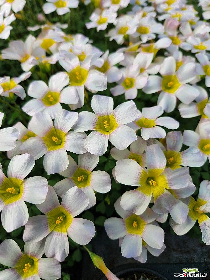 Oxalis triangularis 観葉植物 - Xplant