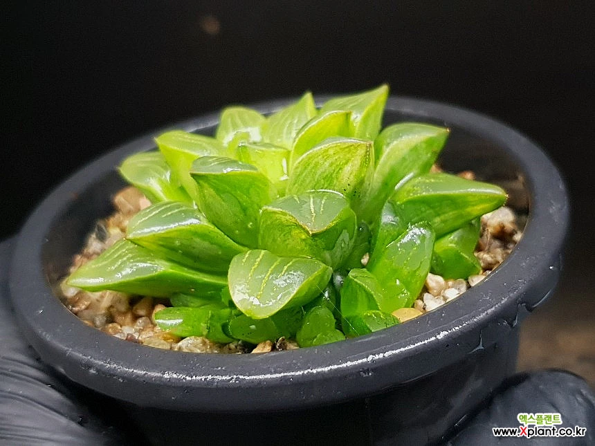 Korea Hworthia () 54-77 54-77 Haworthia - Xplant