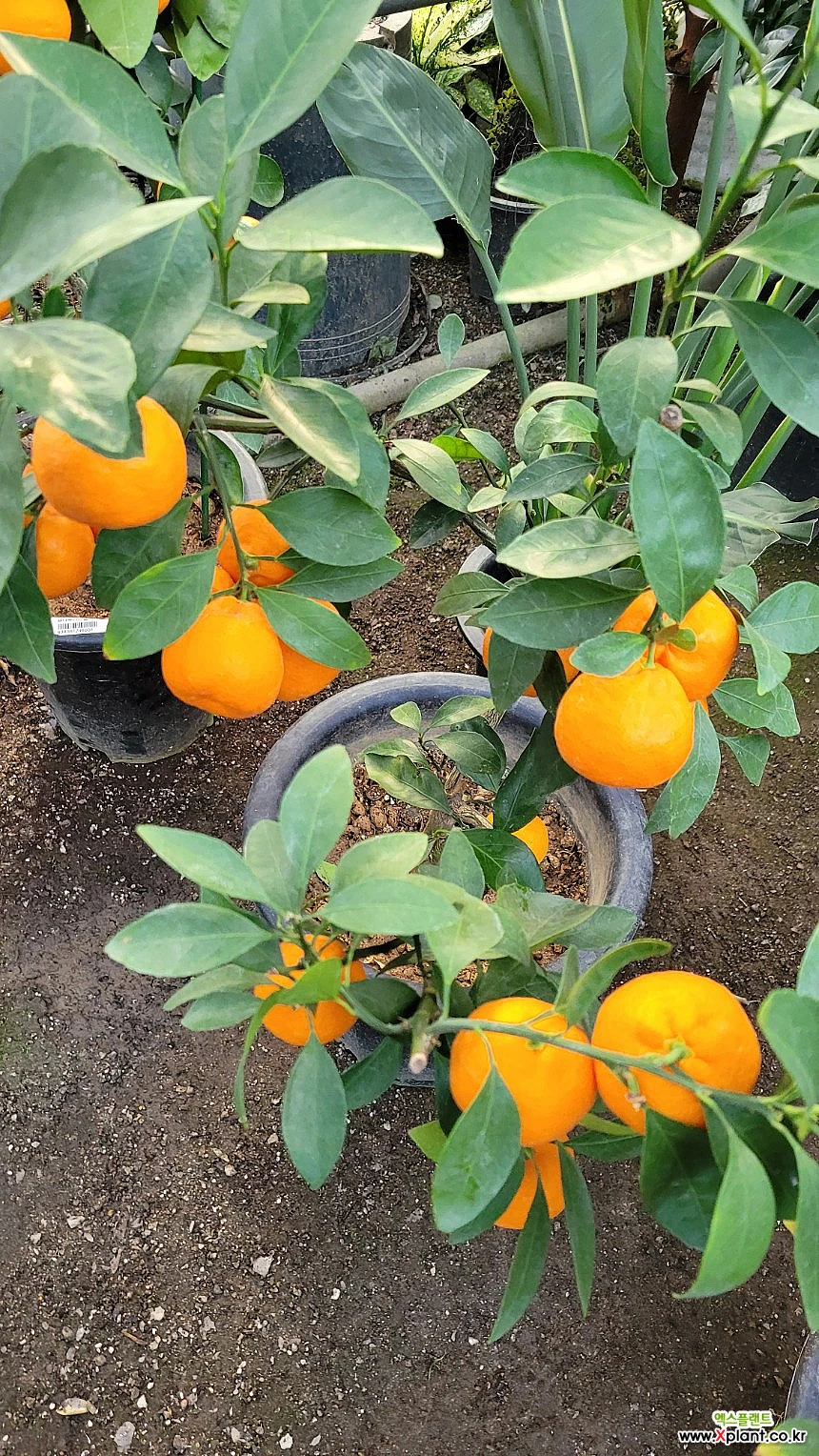 Citrus x sinensis 088 果物/実の木の苗木 - Xplant