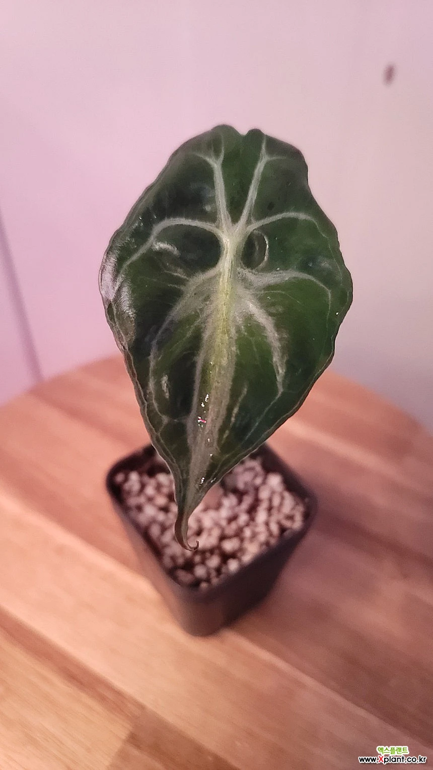 Alocasia Alocasia venom, 観葉植物 - Xplant
