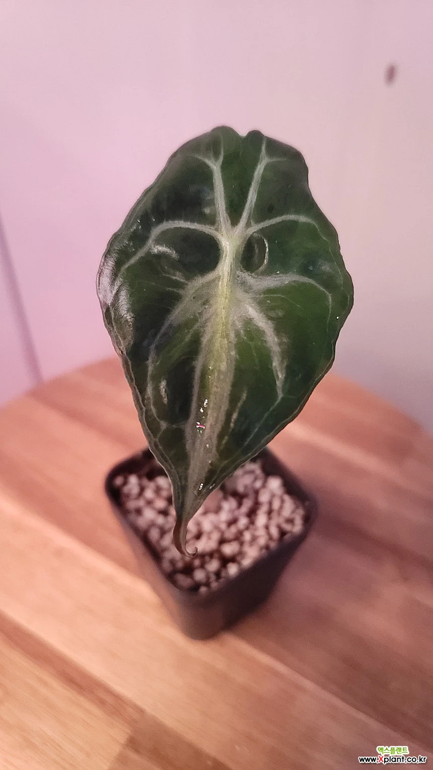 Alocasia Alocasia venom, 観葉植物 - Xplant