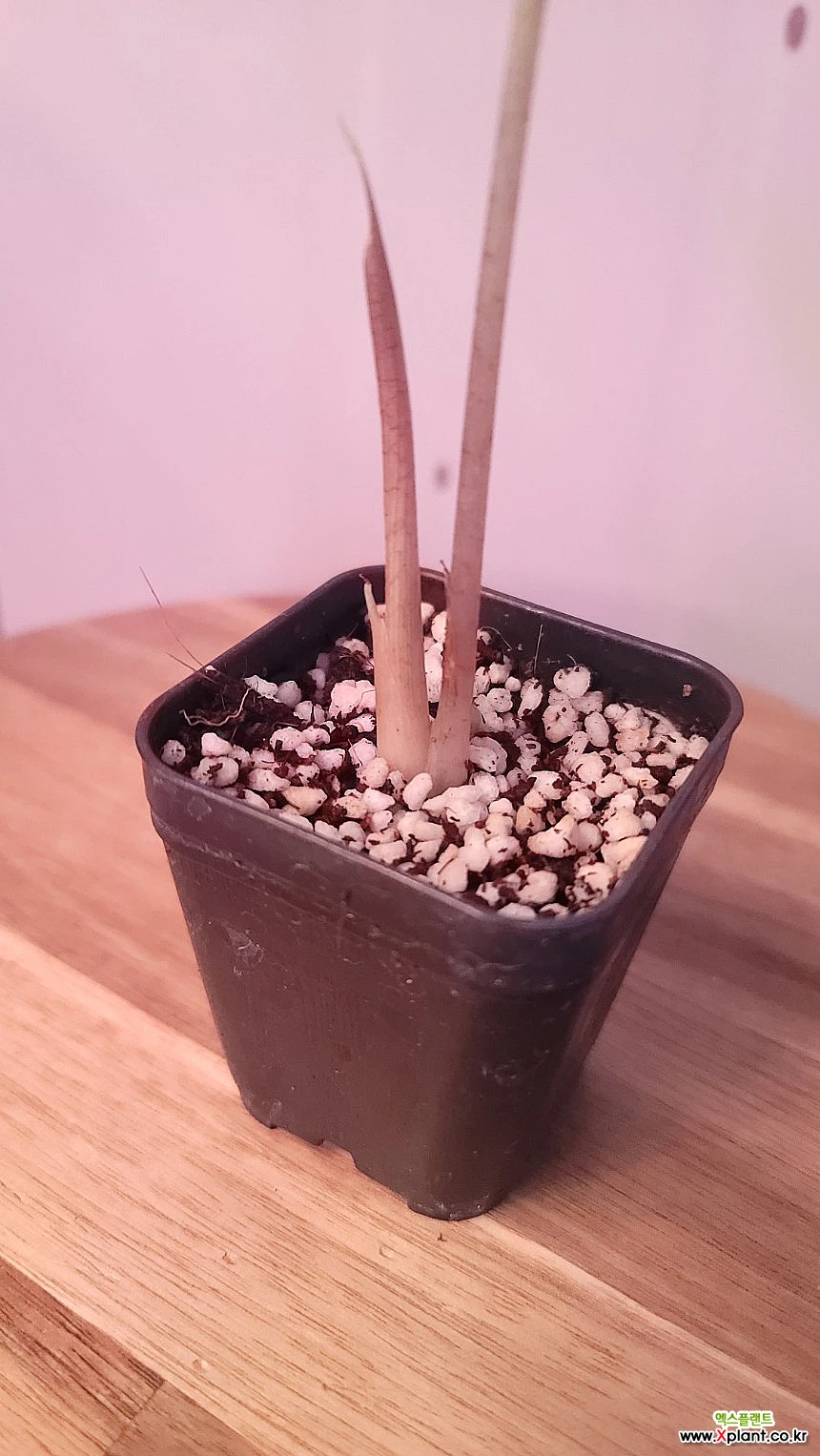 Alocasia Alocasia venom, 観葉植物 - Xplant Alocasia Alocasia venom, 観葉植物 - Xplant