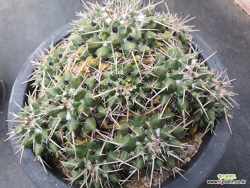 Mammillaria centricirrha群生 韓国 多肉植物 サボテン - Xplant