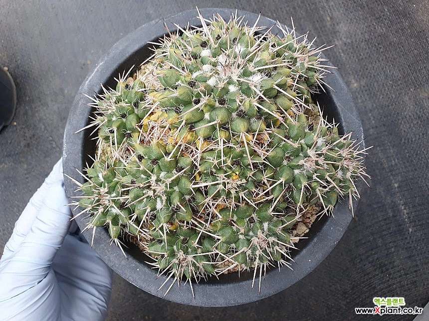 Mammillaria centricirrha群生 韓国 多肉植物 サボテン - Xplant