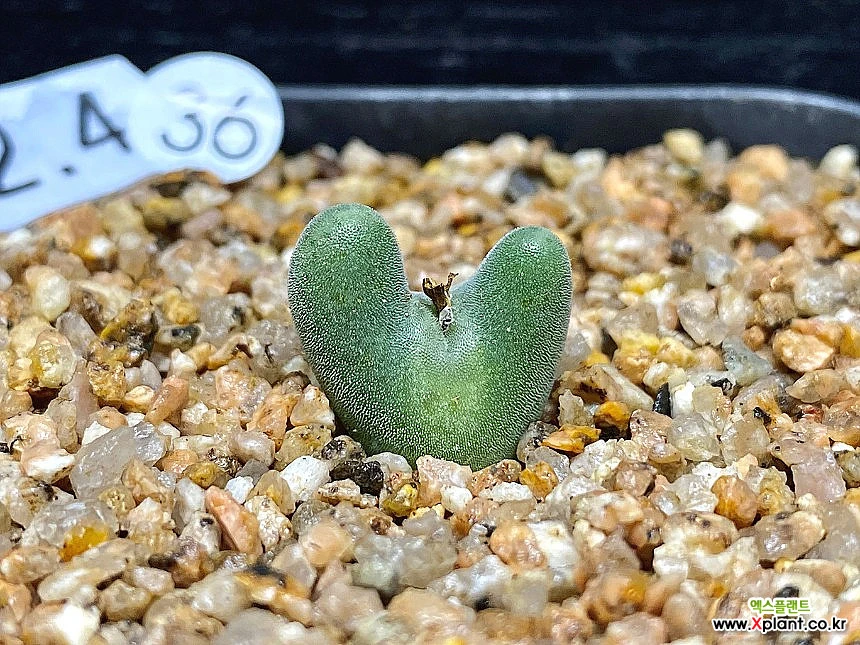 Conophytum bilobum C. bilobum ssp.nova EA272 Rietkloof-1