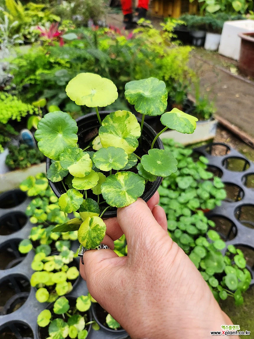 워터코인 무늬 : 공기정화식물 - 엑스플랜트