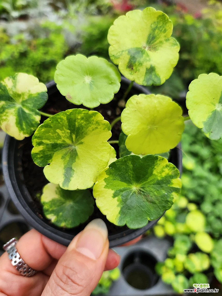 워터코인 무늬 : 공기정화식물 - 엑스플랜트