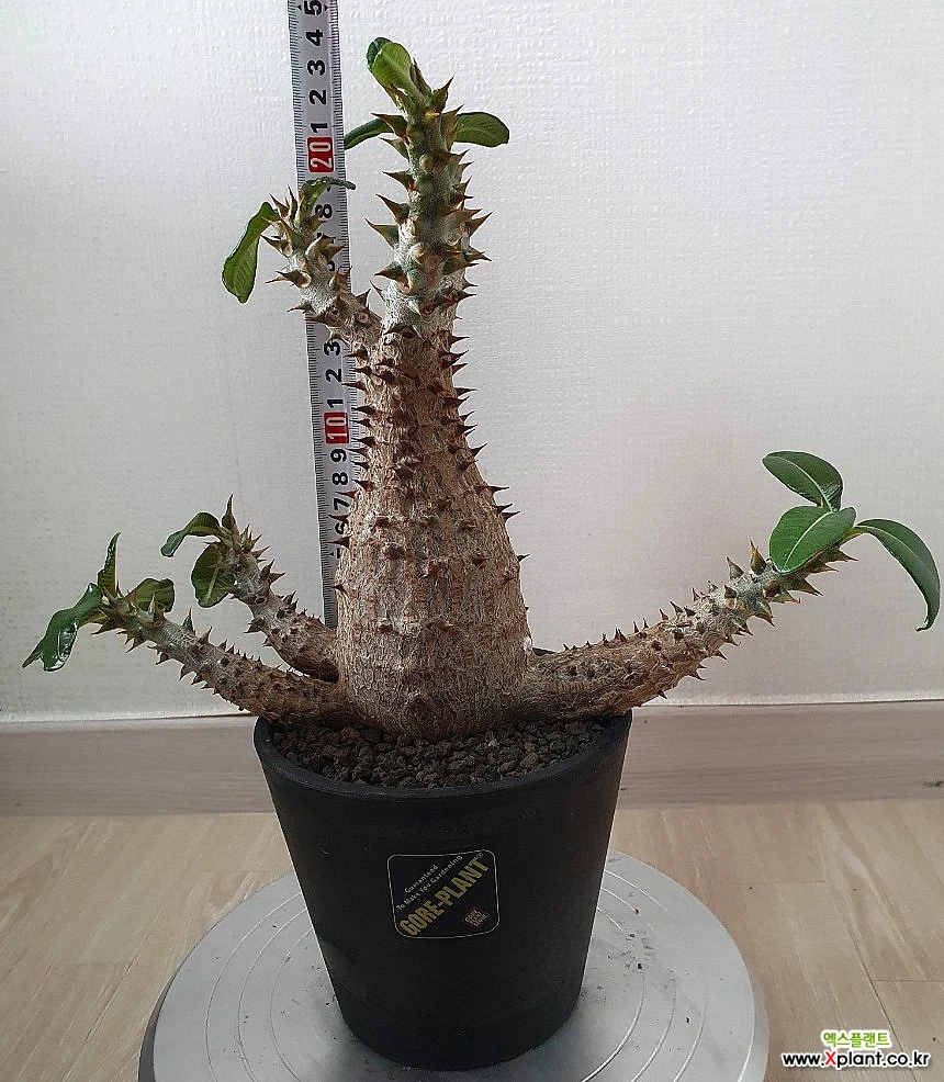 自家採取】 Pachypodium windsorii x baronii 厳選個体 パキポディウム ハイブリッド ウィンゾリーxバロニー 種子 5粒