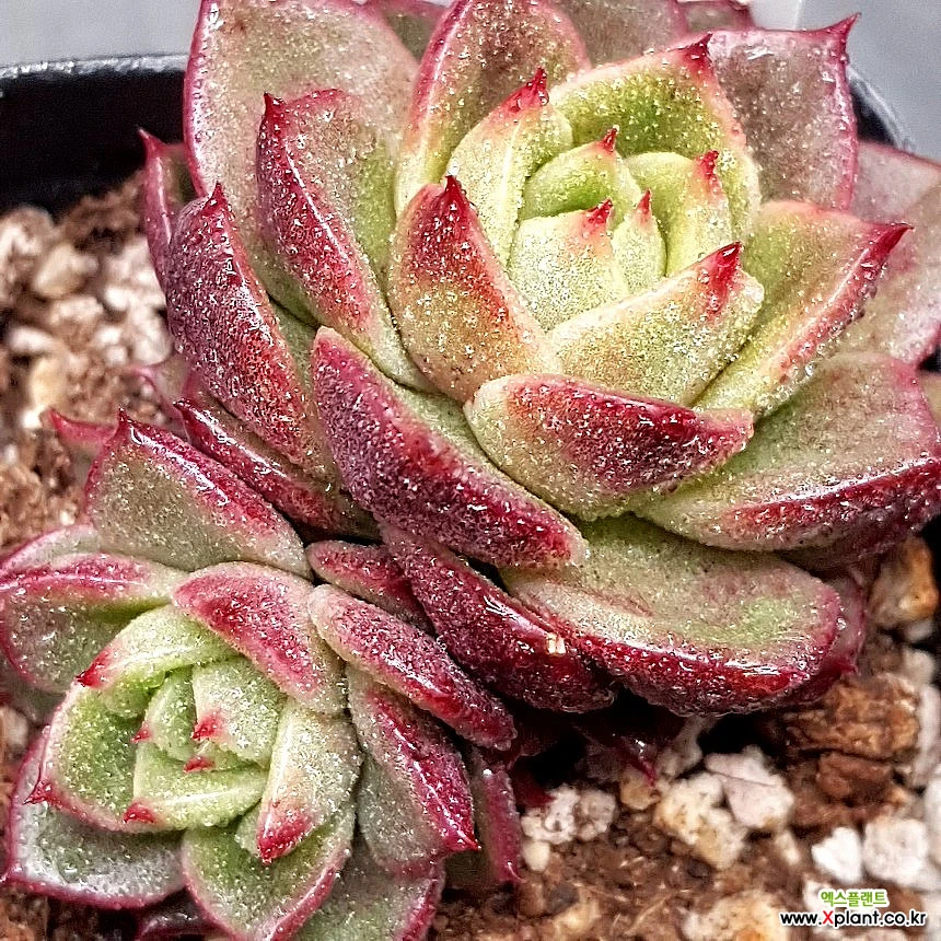 매직초코0306-862 Succulents - Xplant