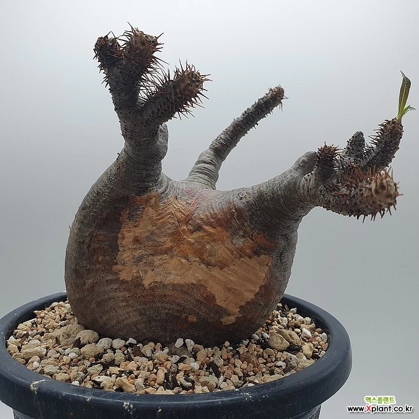 Pachypodium gracilius パキポディウム グラキリス 特選株