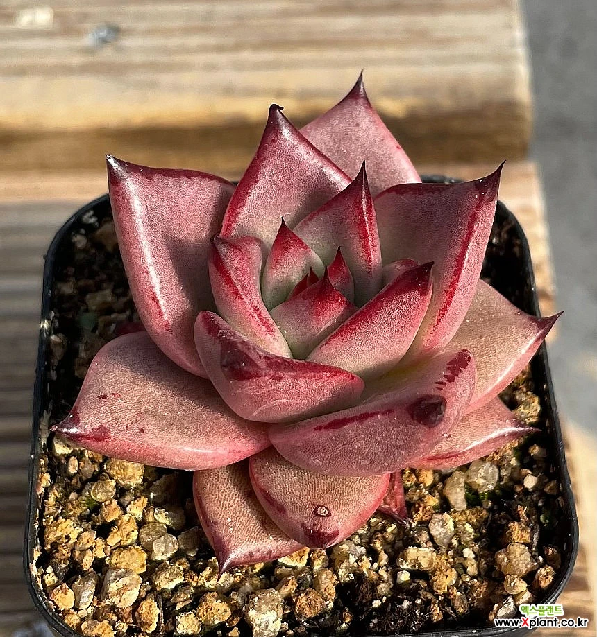 多肉植物　ブロードロメオ　韓国苗 多肉植物 ブロードロメオ 韓国苗 多肉植物 ブロードロメオ 韓国