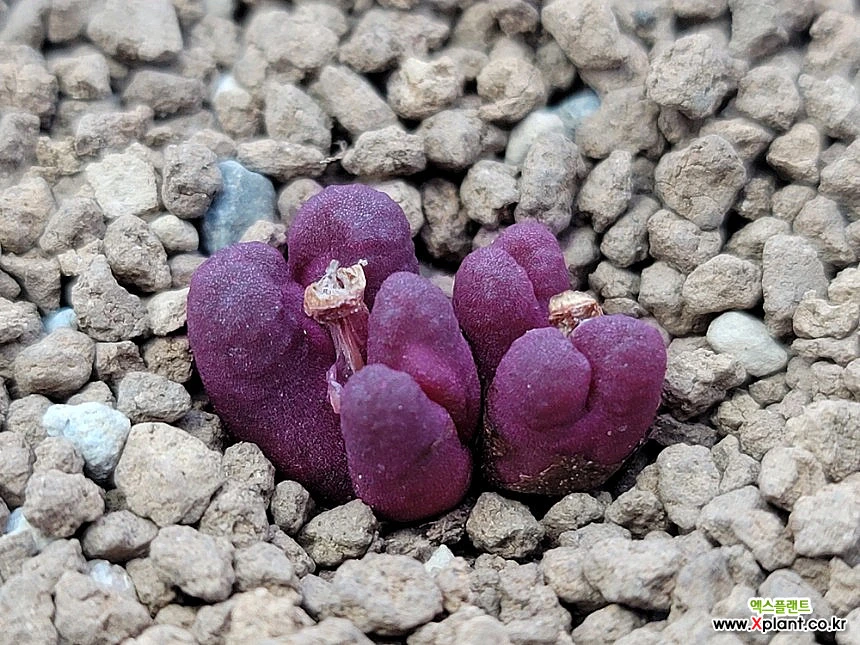 コノフィツムroodiae sanguineum Garies C.roodiae ssp. sanguineum S Garies(3790) Conophytum - Xplant