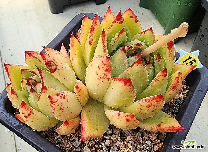 橙色乌木2315 2315 多肉植物 - Xplant