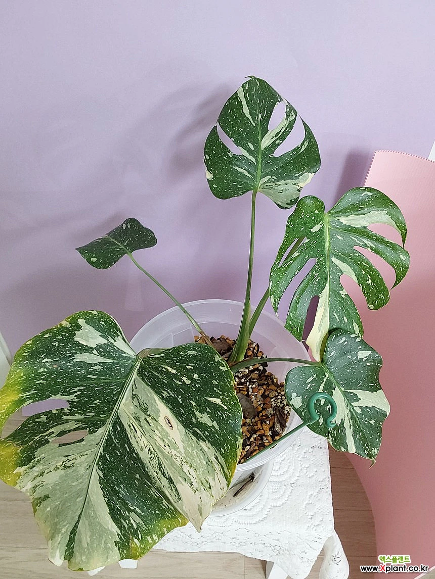 몬스테라 델리시오사 타이 콘스텔레이션. 산반무늬 최고 : 관엽식물 - 엑스플랜트