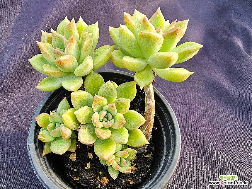 Echeveria Arje 多肉植物- Xplant