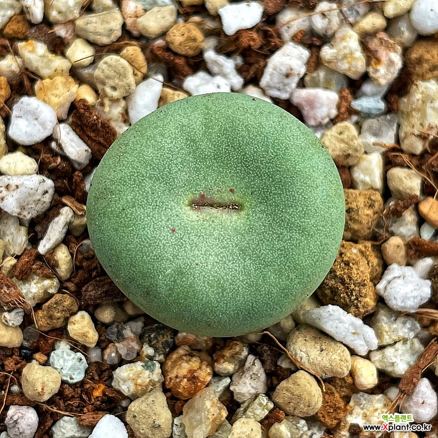 Conophytum pageae Conophytum - Xplant