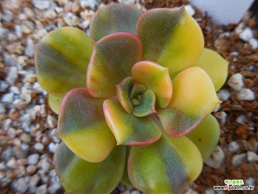 Echeveria Zestar 040733 Variegated - Xplant